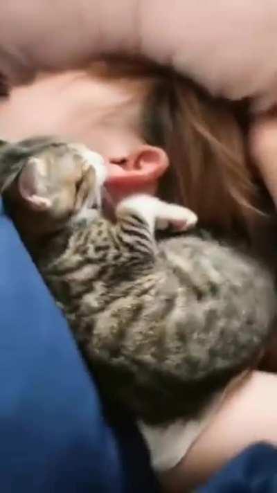 ferRoCIoUs FELINE DEVOurS DeFEnslEsS huMAN