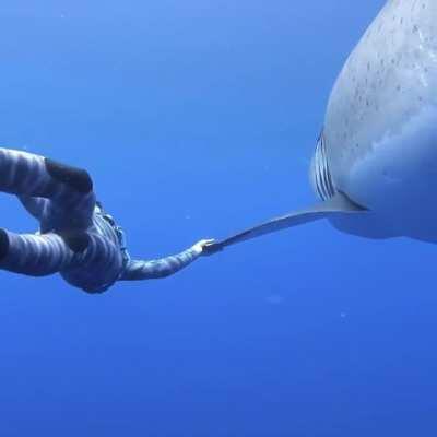 🔥 Ocean Ramsey and her team encountered this 20 ft Great White Shark near the island of Oahu, Hawaii. It is believed to be the biggest ever recorded .