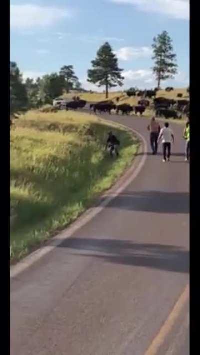 HMFT after I pets the buffalo, what could possibly go wrong