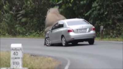 Elephant scratches itch with car