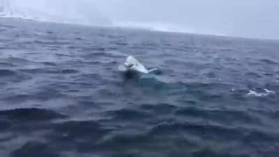 Beluga whale plays fetch with researchers... Belugas are so intelligent &amp;amp; lovable