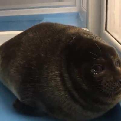 Sea puppy squishy with big eyes