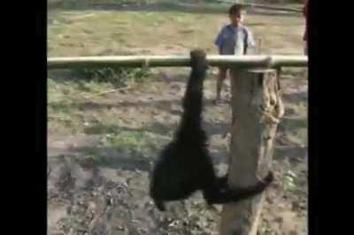 This young gibbon playing with some kids in Vietnam