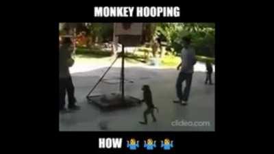 monke basketball 😲😲😲😲