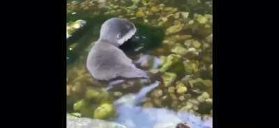 baby otter making his first steps into water