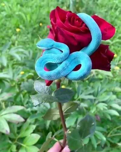 Blue pit viper on a rose.