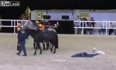 Using a horse to transport a stretcher