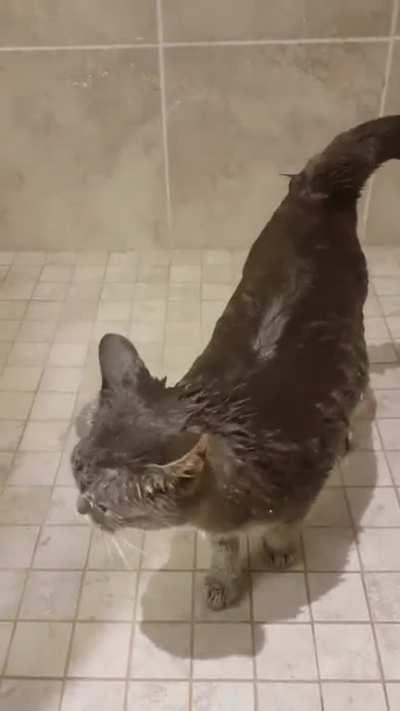 Found a strange animal in the shower, this can't be a cat