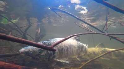 (X-post from r/Hardcorenature) Creek of the Living Dead: Salmon at the end of their lifespan