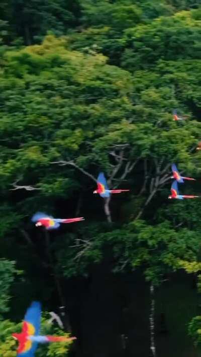 The colors of these Macaws in Costa Rica