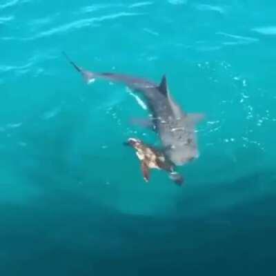 Turtle defends itself from a shark attack