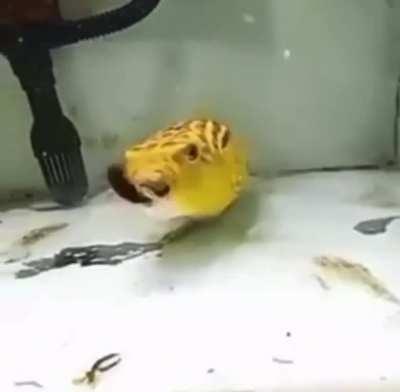 Fish eating everything