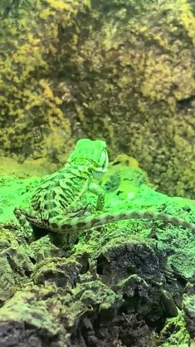 I know beardies do this but is there any reason behind it?