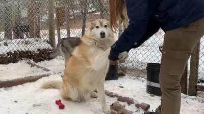 Rescue WOLF who loves nothing more than a paw massage