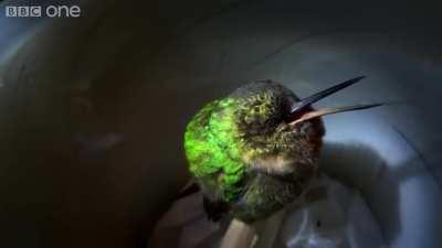 The sound a snoring hummingbird makes.