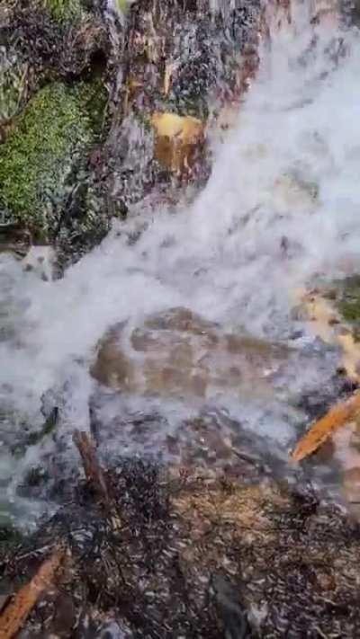 A platypus taking a shower in a waterfall