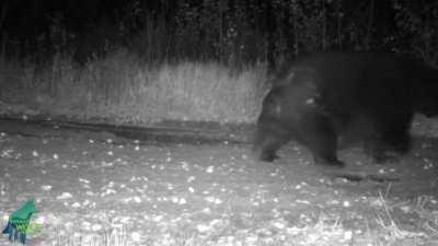 Massive black bear recently seen in Minnesota