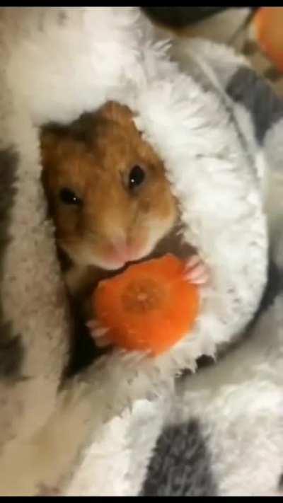 Just a hamster enjoying a carrot!