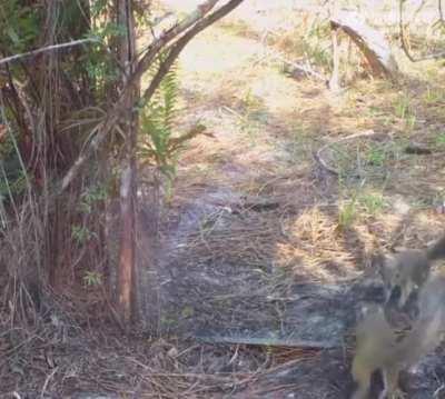 Wild animals startled at mirror