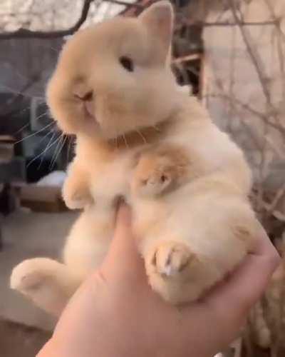 A handful of bun