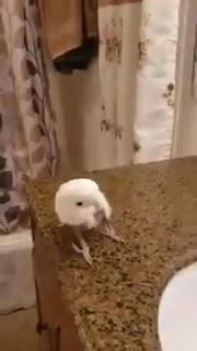 lovely Bird enjoying the beat :