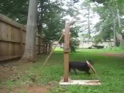 Dog operated catapult