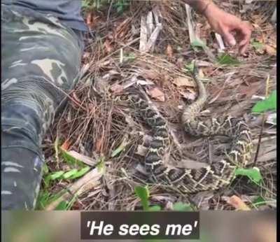 Man calmly escapes face to face encounter with Rattlesnake