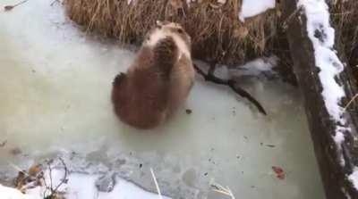 Bearly sticks the landing