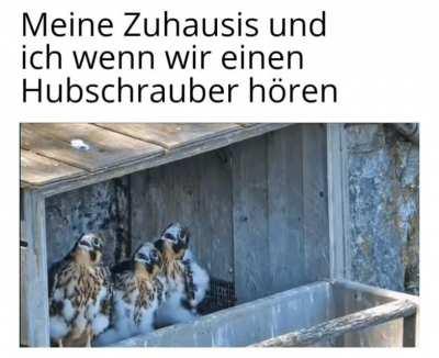 ich_iel