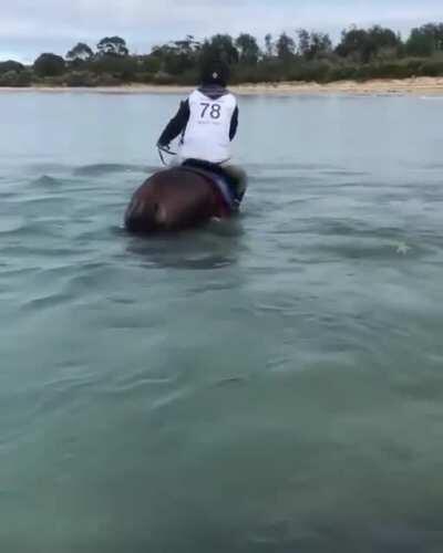 Curious dolphins swim up to horses