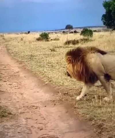 Lion wakes up lioness..