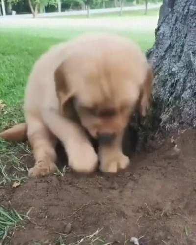 Digging in the Dirt