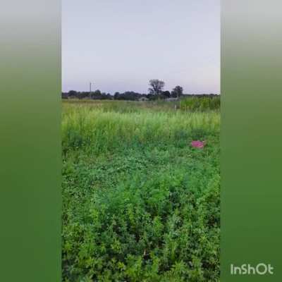 Hi Reddit, a little bit of ordinary Ukrainian life. Yesterday we were cutting grass for my neighbour's rabbits. When I was a teenager, my parents had rabbits and it was my job to cut grass for them all summer long. Otherwise, I was not allowed to go out