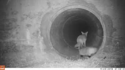 🔥 coyote and a badger “teaming up”