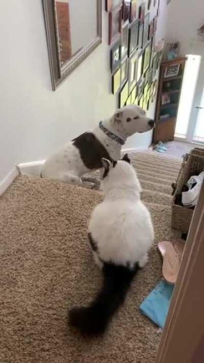 Doggo pulls Mission Impossible infiltration of cat's turf