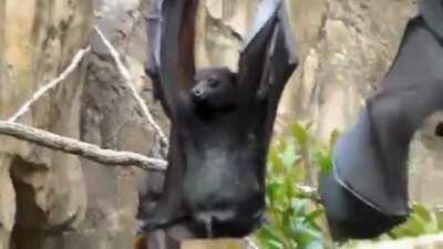 How bats pee