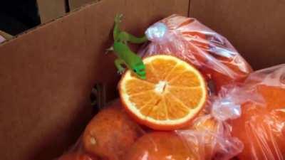 A day gecko getting its vitamin C (and more!) in Hawaii