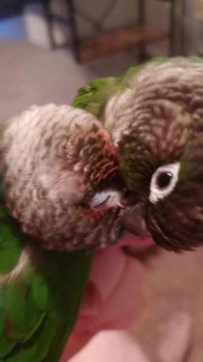 Green Cheek Conure couple ♥️