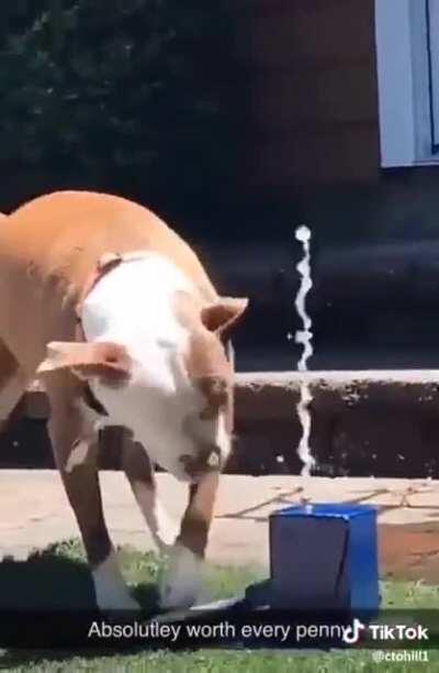 Poor puppy just wants water 🥺