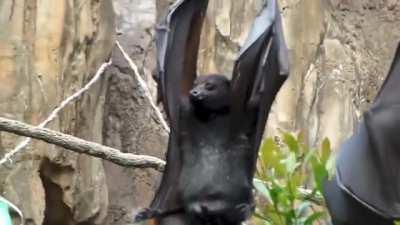 How a bat pees