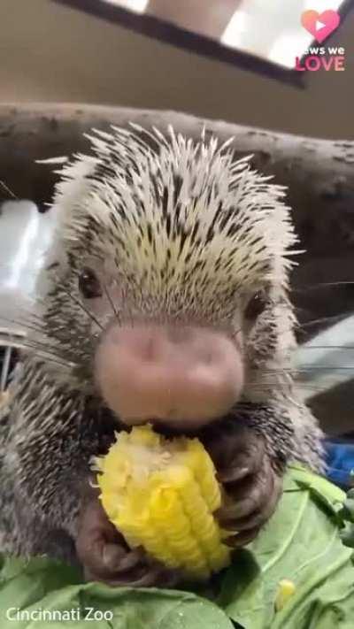 This is Rico, he's a porcupine and he likes eating corn