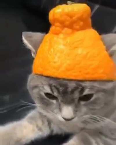 Orange Beanie for the Cat!