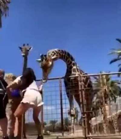 I thought the giraffe pulled him by his finger!