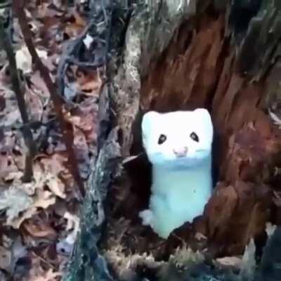 🔥 A little mink popping out of their tree trunk to say hello 🔥