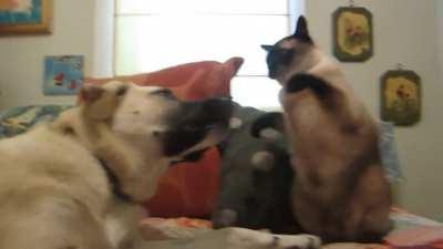Cat playing with dog. Who wins