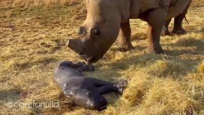 🔥 The incredible birth of a baby rhino