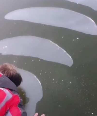 Guy blowing air bubbles under a layer of ice