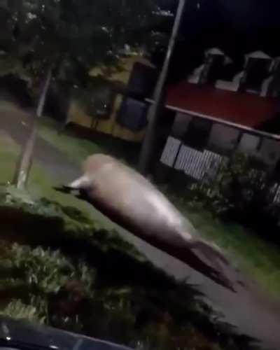 Giant elephant seal found wandering around a coastal town in Chile