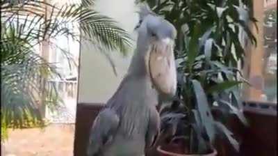 Shoebill stork makes machine gun noises