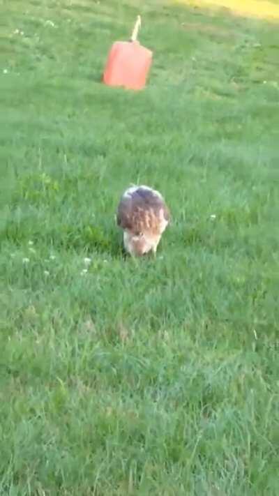 Cousin was mowing the lawn and this hawk ate the mice as they ran from the mower.